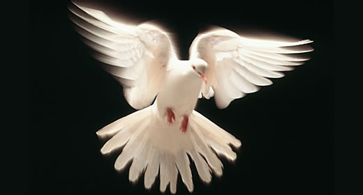 dove
