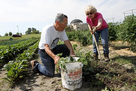 A cabbage grown in a garden at St. Michael in St. Michael.