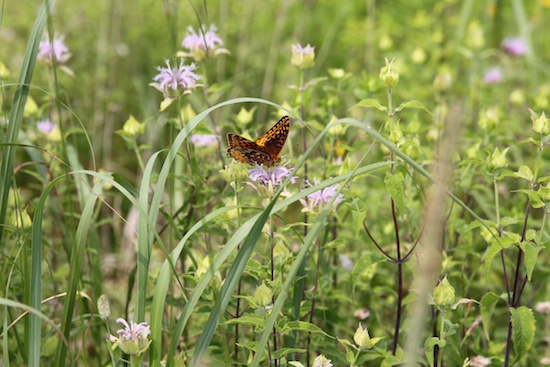 A butterfly gathers nectar on bee balm on a natural area of the property of the Dominican sisters of Adrian, Michigan. The congregation has part of its land in permaculture, allowing plants, animals and insects to co-exist in a natural ecosystem. (CNS photo/Dennis Sadowski)
