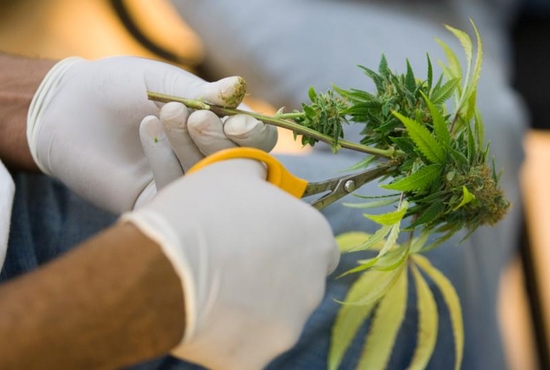 A horticulturalist clips leaves off stems during harvesting of buds from marijuana plants being grown for medical use in 2009 at the Oaksterdam University in Oakland, Calif. In a letter to lawmakers, Bishop Richard E. Pates of Des Moines, Iowa, said he supports the use of medical marijuana. CNS photo/Peter Dasilva, EPA