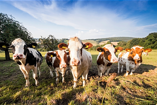 cows