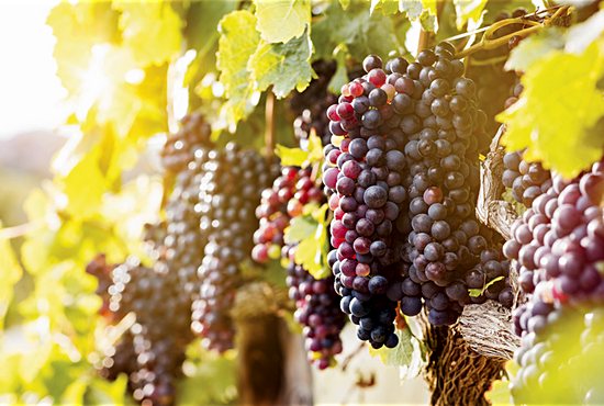 Vine and branches, grapes, Eucharist