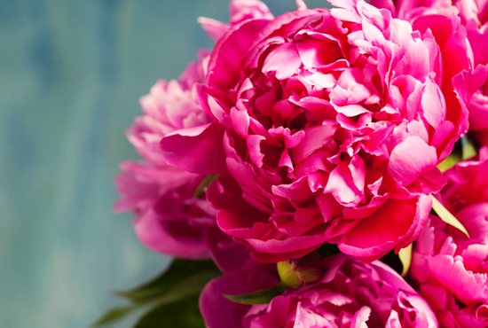 Peonies