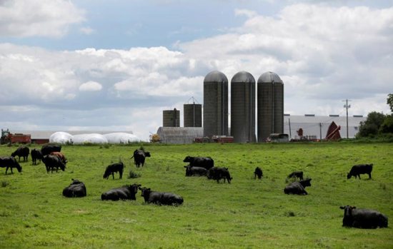 Cattle rest in a field outside a farm in late July in Peosta, Iowa. Congress has passed an $867 billion farm bill with strong bipartisan support and President Donald Trump is expected to sign it into law soon. The measure allocates billions of dollars in subsidies to American farmers; other provisions include legalizing hemp and rejecting stricter limits on food stamps.