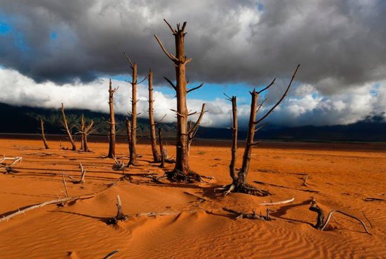Barren trees stand in the critically low Theewaterskloof Dam in late January in Villiersdorp, South Africa. Catholic organizations in 2018 called for greater personal responsibility in tackling climate change.