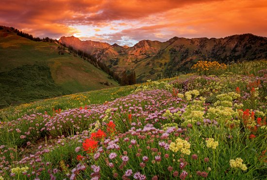 Wildflowers against a mountain sunset