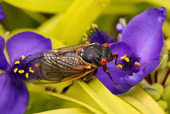 Brood X cicadas