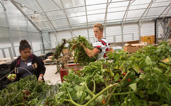 From left, juniors Destinee Fregoso and Jordan Simones work on tomato picking in the greenhouse at Bethlehem Academy in Faribault Sept. 2 during an Introduction to Agriculture class.