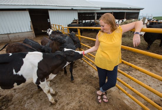Bethlehem Academy agriculture teacher Casi Story draws in a few cows at her family farm outside of Faribault. She has considered bringing students to the farm to increase their exposure to agriculture.
