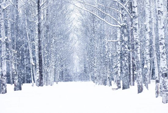 Snowy forrest