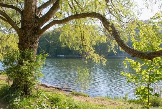 Tree by water