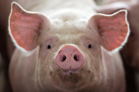 A pig is seen at Duncan Farms in Polo, Ill., April 9, 2018.