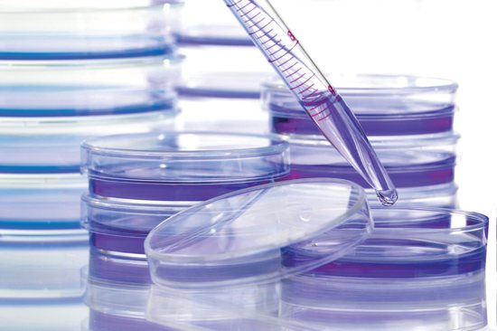 Petri dishes are pictured in a laboratory. When the International Society for Stem Cell Research (ISSCR) recently held its annual meeting in Boston, the more than 4,000 assembled scientists from 75 countries were promised "the future starts here."