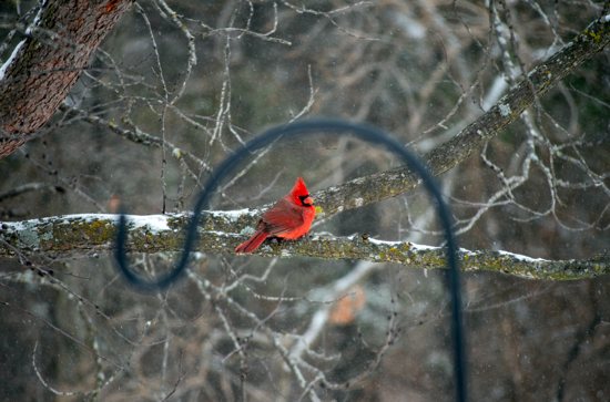 Cardinal in a tree