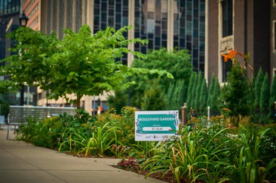 A section of the award-winning 8th Street Boulevard Gardens maintained and improved by St. Olaf in Minneapolis.