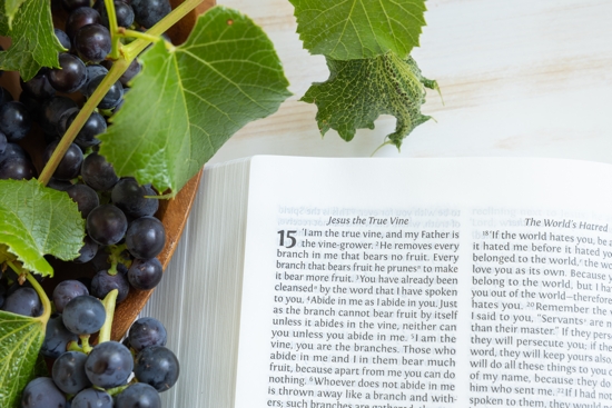 Fruit of the Vine