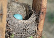Robin's nest with eggs