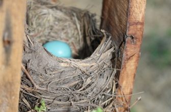 Robin's nest with eggs